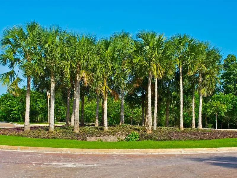 Terreno en venta, en Cancún, Quintana Roo — Terrenos en Venta en Vía Cumbres